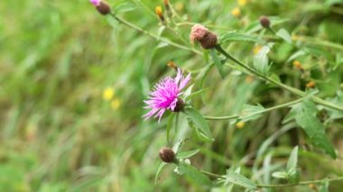 Centaurea jacea yaban çiçeği çayırda açar. Yakın mesafede.