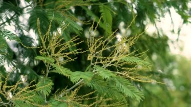 Genç sarı tomurcuklara sahip çiçek açan Acacia anlaşma ağacı