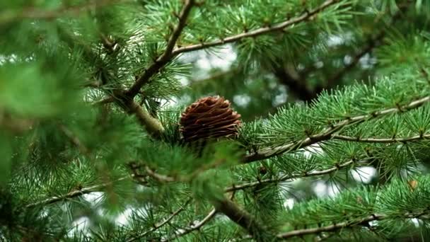 美しい杉の松のコーン ウッドランドの緑の葉を持つエバーグリーン大聖堂の木 — ストック動画