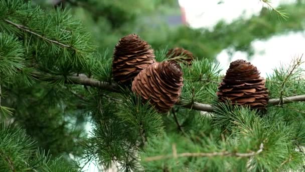 Coklat Cedar Cone Tumbuh Pada Cabang Pohon Dengan Jarum Hijau — Stok Video