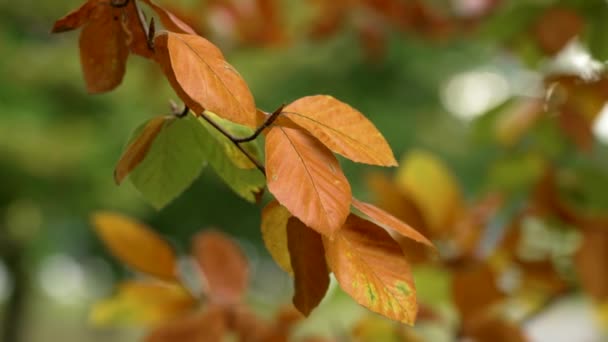 Multi Farvede Farverige Træblade Efteråret Nærbillede – Stock-video