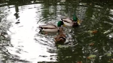 Sonbahar parkında yüzen ördekler ve içme suyu. Bir doğa koruma alanında yabani kuşlar