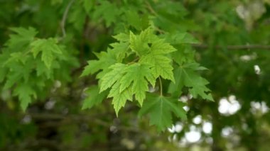 Botanik bahçesindeki bir akçaağaç dalında acer sakkarinum sonbahar yaprakları.