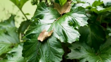Acanthus Mollis bitkisinin büyük yeşil sonbahar yaprakları
