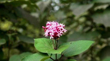 Botanik bahçesinde katip bangei pembe çiçek. Rose Glory Bower, kapat.