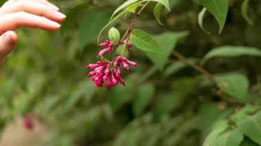 Bahçıvan kız botanik bahçesindeki güzel cestrum fasciculatum kırmızı çiçeklerine dokunuyor.