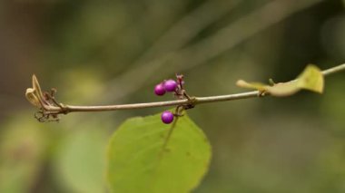 Mor inci böğürtlen. Botanik bahçesindeki egzokorda çiçekleri. Rosaceae ailesi