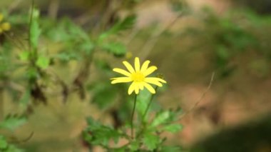 Çiçek açan Senecio Squalidus botanik bahçesindeki sarı çiçekler