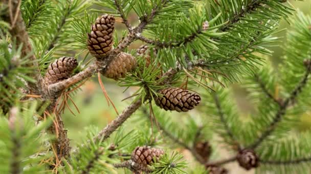 Beaux Cônes Pin Ouverts Sur Une Branche Pinus Dans Jardin — Video