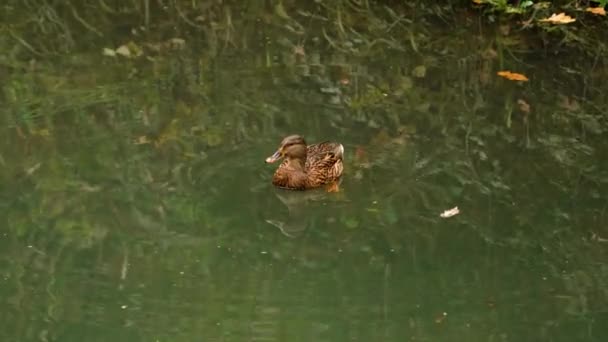 Vrouwelijke Bruine Eend Rustig Rimpelwater Van Een Natuurlijke Vijver Zwemmen — Stockvideo