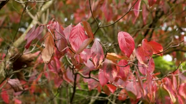 Dogwood Red Leaves Een Boom Aftakking Botanische Tuin Dichtbij — Stockvideo