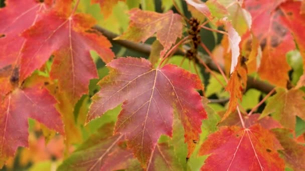 Червоне Кленове Листя Восени Ботанічному Саду Крупним Планом — стокове відео
