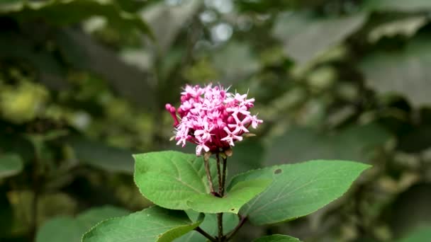 Clerodendrum Bungei Roze Bloem Botanische Tuin Rose Glory Bower Close — Stockvideo