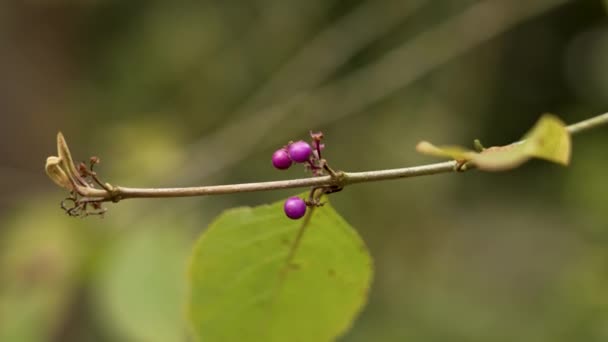 Bacche Arbusto Perle Viola Pianta Fiore Exochorda Orto Botanico Famiglia — Video Stock