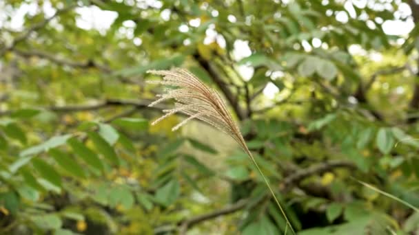 Japán Ezüst Vagy Miscanthus Sinensis Spanyol Botanikus Kertben Őszi Virágzó — Stock videók