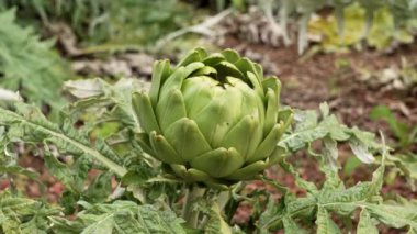 Enginar (Cynara cardunculus) bir sebze bahçesinde yetişir.