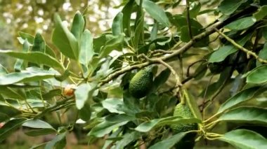 Büyüyen avokado meyveleri Persea americana 'da bir ağaç dalında asılı.
