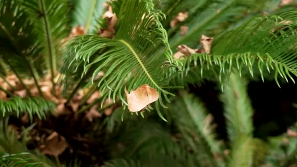秋季植物园中的Cycas Revoluta植物或Sago棕榈树 绿叶合拢 — 图库视频影像