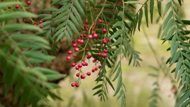 Peruánský Pepř Schinus Molle Červenými Paprikovými Bobulemi Zelené Větvi Botanické — Stock video
