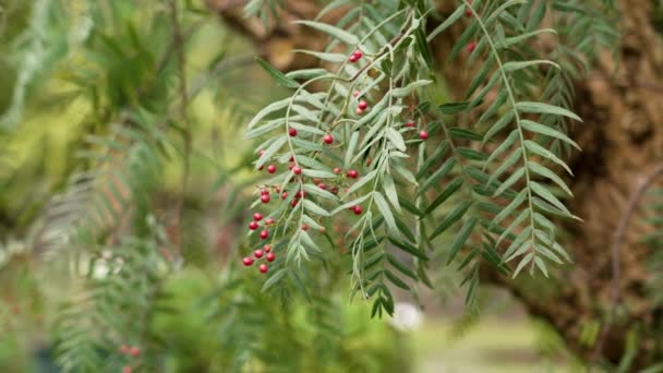 Κόκκινα Μούρα Του Δέντρου Schinus Molle Στον Όμορφο Βοτανικό Κήπο — Αρχείο Βίντεο