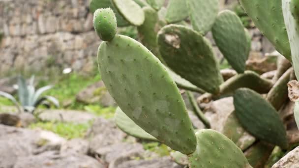 Planta Higo Opuntia India Con Fruta Verde Jardín Cerca — Vídeo de stock