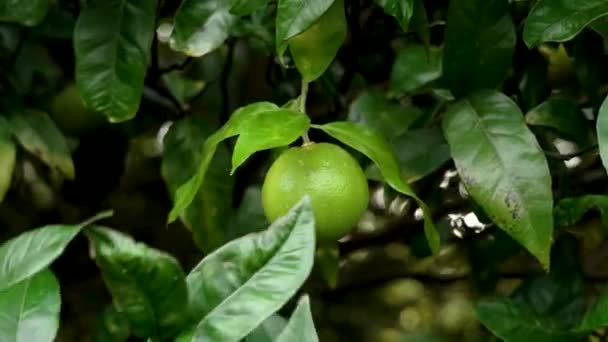 Naranjo Amargo Con Fruta Verde Inmadura Hojas Jardín Cerca Citrus — Vídeos de Stock