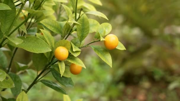 Crescer Mandarina Laranja Citrus Reticulata Jardim Botânico Perto — Vídeo de Stock