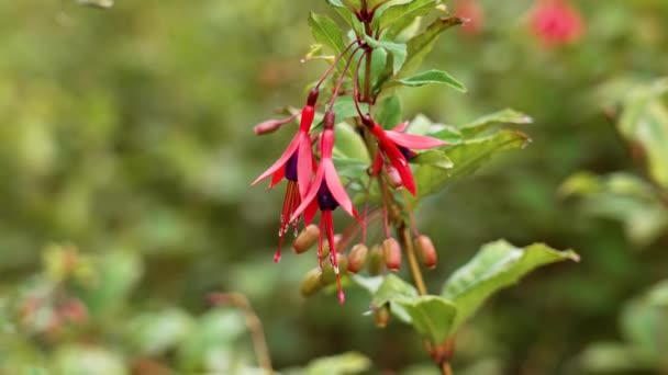 Fuchsia Magellanica Rote Lila Blüten Schöner Blüte Aus Nächster Nähe — Stockvideo
