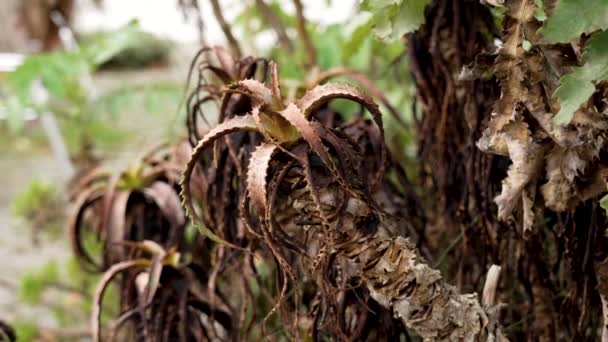 Сушеные Растения Алоэ Сухими Коричневыми Сочными Листьями Засуху Близко — стоковое видео