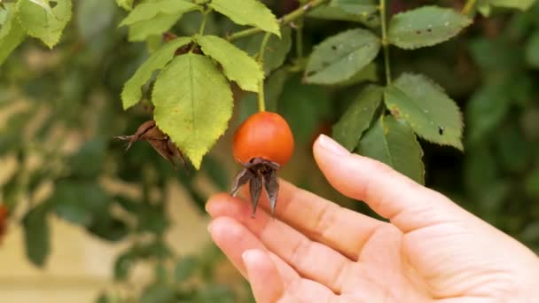 Gardener Menina Toca Frutas Rosa Mosqueta Jardim Botânico Perto — Vídeo de Stock