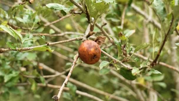 Măr Răsucit Ramură Unui Pom Fruct Într Livadă Aproape — Videoclip de stoc