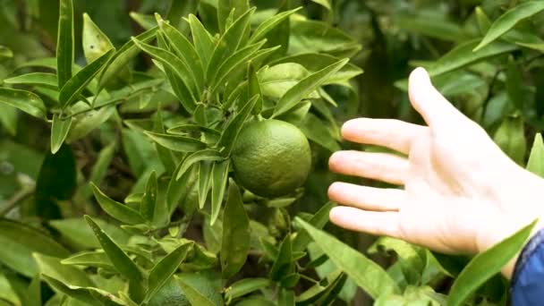 Vrouwelijke Boer Raakt Onrijpe Onrijpe Groene Vruchten Van Mandarijn Sinaasappel — Stockvideo
