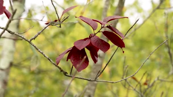 Rote Herbstblattfarbe Des Prunus Virginiana Baumes Obstgarten Aus Nächster Nähe — Stockvideo
