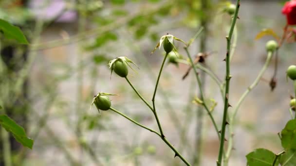 Green Immature Rosehip Fruits Branch Rural Garden Close Ripening Dog — Stock Video