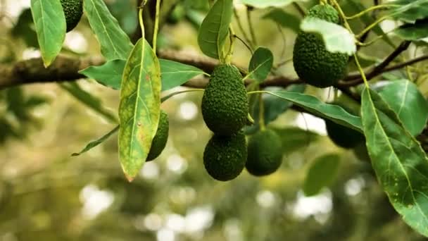 Frutos Abacate Maduros Verdes Pendurados Uma Árvore Persea Americana Close — Vídeo de Stock