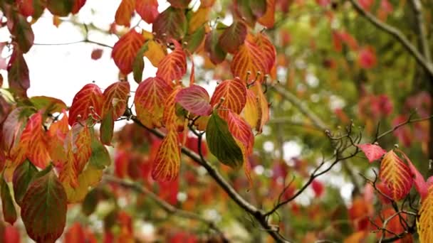 Gyönyörű Vörös Őszi Levelek Egy Faágon Közelről — Stock videók