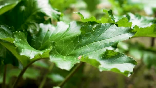 Πράσινα Φθινοπωρινά Φύλλα Του Φυτού Acanthus Mollis Κοντά — Αρχείο Βίντεο
