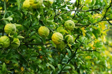 Bahçedeki üç yapraklı portakal ağacının yeşil meyveleri yakında. Citrus trifoliata