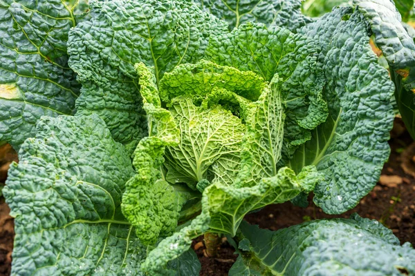 Lahana ya da Brassica oleracea kapitata bir çiftlik bahçesinde yetişiyor.