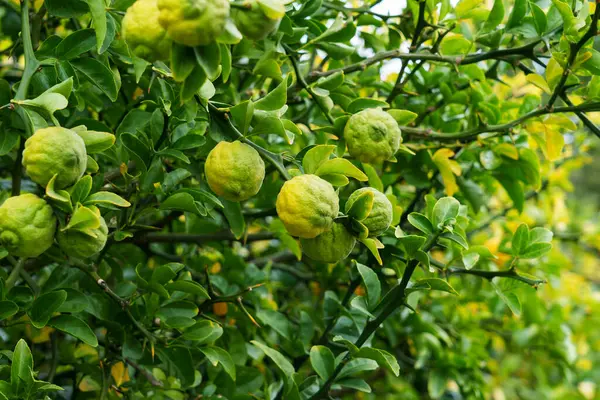 Зелені Плоди Трифолієвого Апельсинового Дерева Саду Крупним Планом Цитрусові Трифоляти Стокове Зображення