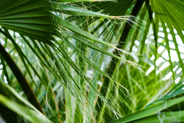 Hoja Palma Verde Washingtonia Filifera Con Fibras Blancas Follaje Árboles — Foto de Stock