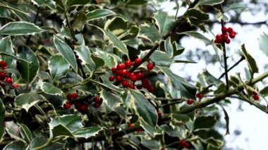 İngiliz Holly Ilex Aquifolium Variegata Sonbahar kırmızı böğürtlenleriyle