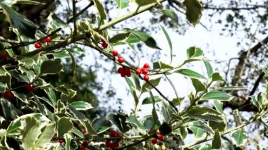 Noel ilahi ilex aquifolium Kış kırmızı böğürtlenleri çalıların üzerinde