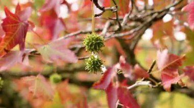 liquidambar (tatlı sakız ağacı), rüzgarda sallanan sonbahar kırmızı yapraklı dikenli meyveler. Güzel manzara