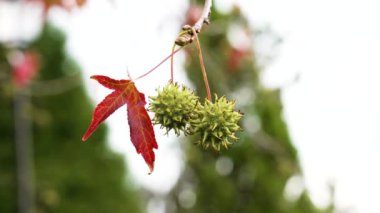 Sonbahar kırmızı yaprağı ve Liquidambar Styraciflua ağacının çivili meyveleri. Amerikan sakızı