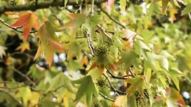 Amerikan tatlı sakızının dalları ve yeşil meyveleri (timsah ağacı) veya sonbaharda Liquidambar styraciflua