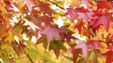 Amerikan sakız ağacının sonbahar kırmızı yaprakları. Liquidambar styraciflua renkli yeşillikler parkta yakın