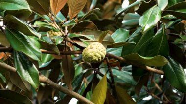 Magnolia grandiflora meyvesi ve sulu yapraklar. Yeşil tohum. Yaklaş.