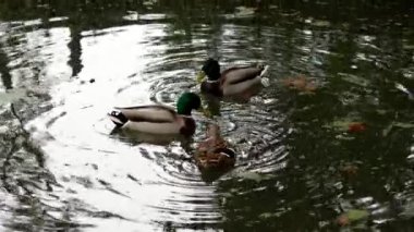 Sonbahar gölü sabahında bir grup yaban ördeği yaklaşıyor.