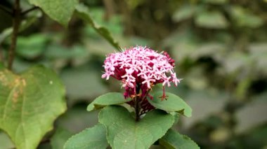 Meksika ortancaları (Clerodendrum bungei) botanik bahçesinde açan pembe çiçekler. Gül zafer çardak bitkisi